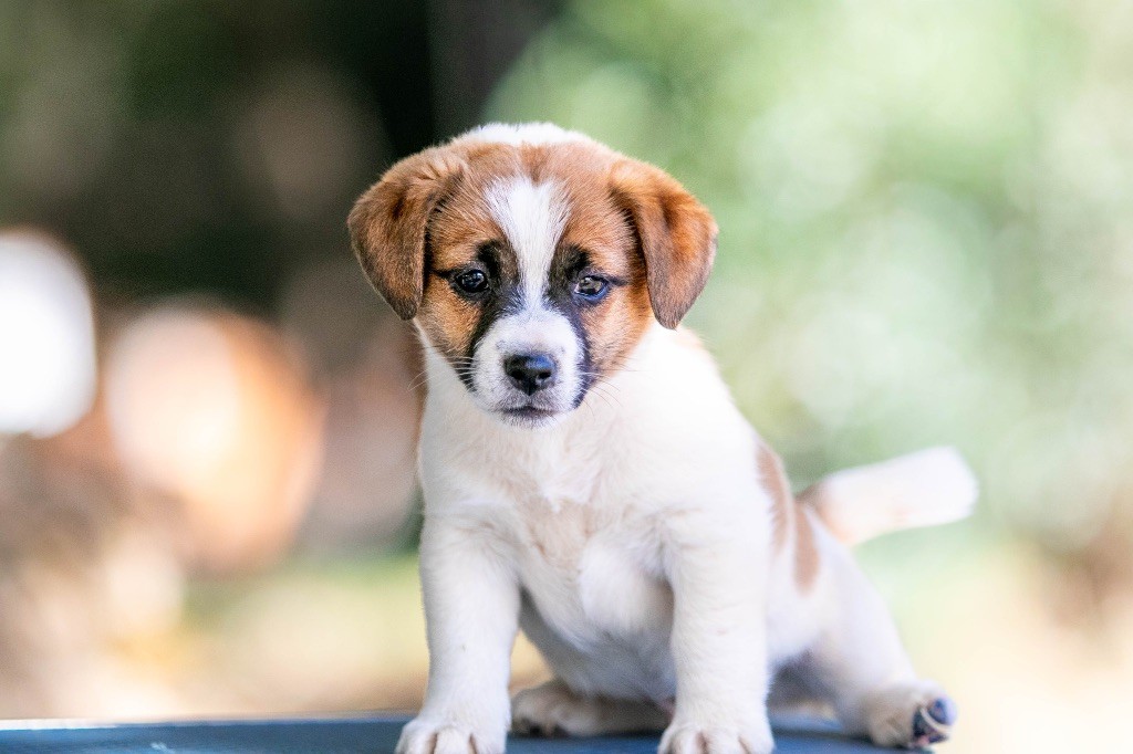 du Bois de Compiègne - Chiots disponibles - Jack Russell Terrier