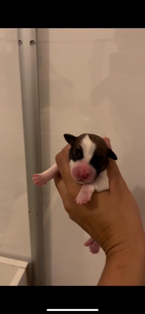 du Bois de Compiègne - Chiots disponibles - Jack Russell Terrier