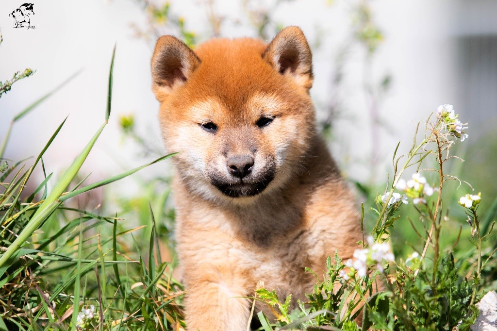 du Bois de Compiègne - Shiba - Portée née le 29/12/2023