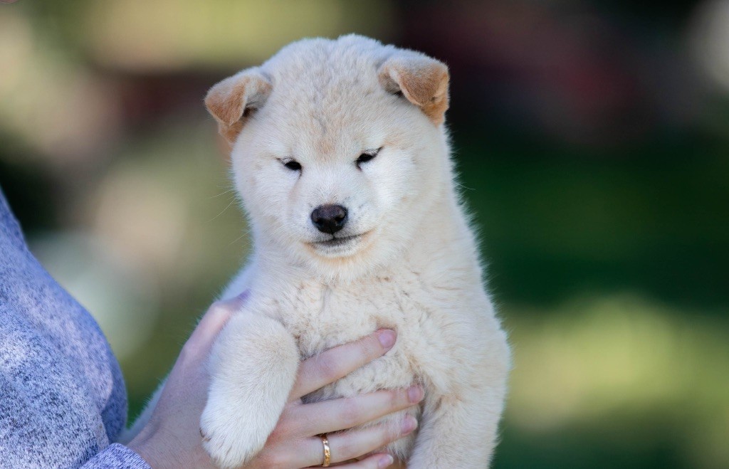 du Bois de Compiègne - Chiots disponibles - Shiba