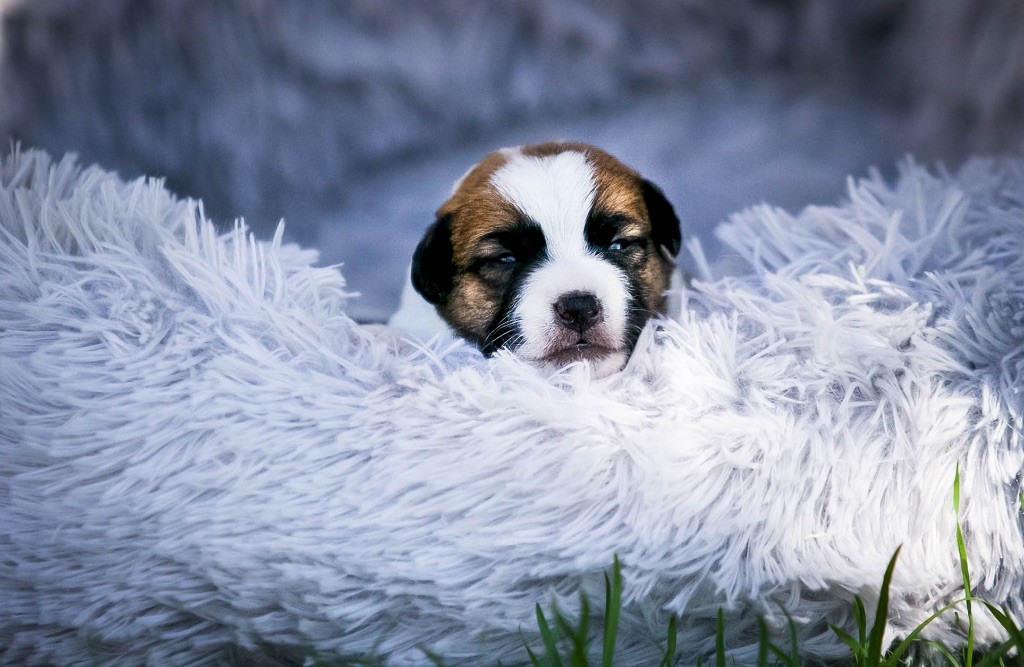 du Bois de Compiègne - Chiots disponibles - Jack Russell Terrier
