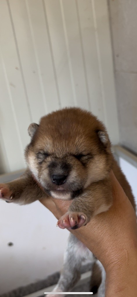 du Bois de Compiègne - Chiots disponibles - Shiba