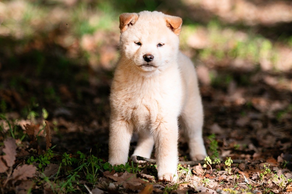 du Bois de Compiègne - Chiots disponibles - Shiba
