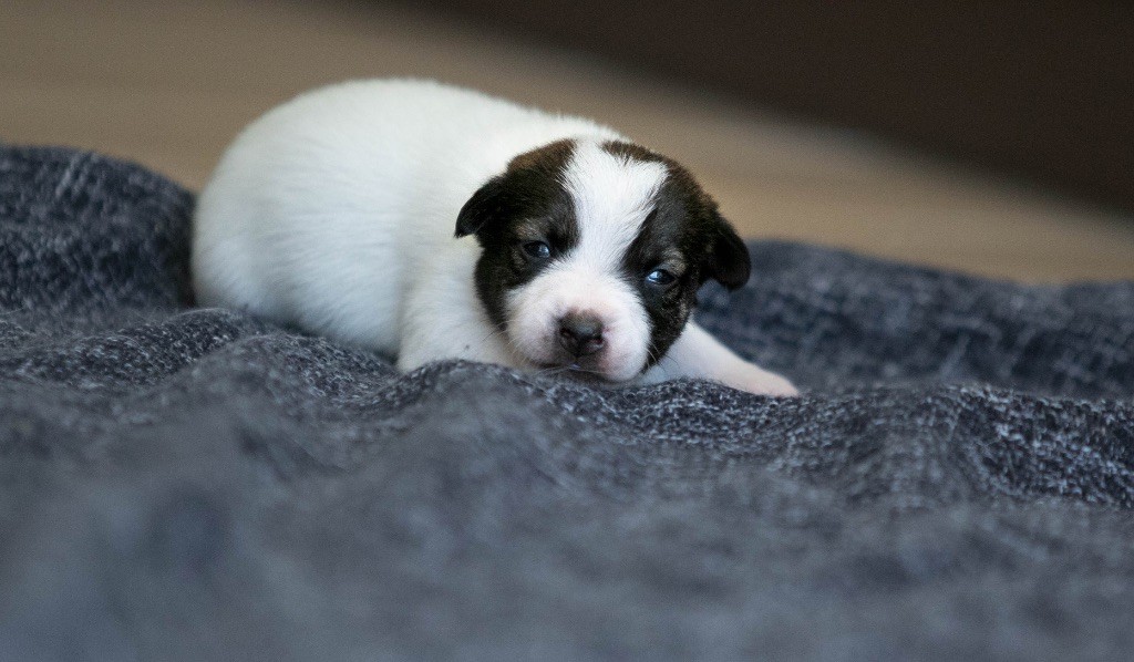 du Bois de Compiègne - Chiots disponibles - Jack Russell Terrier