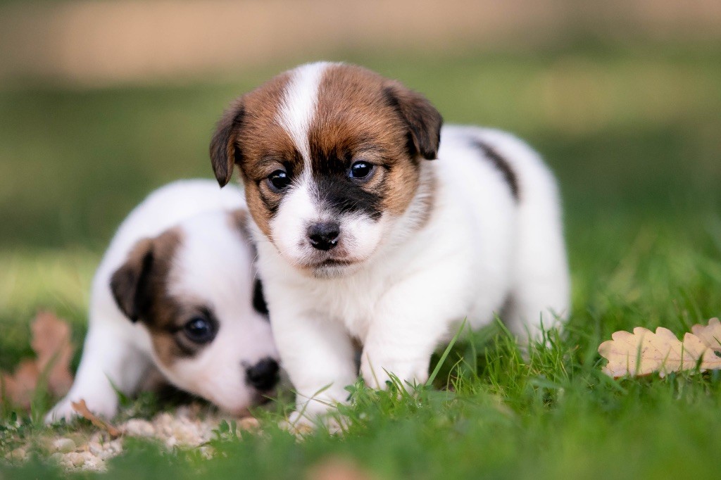 du Bois de Compiègne - Chiots disponibles - Jack Russell Terrier