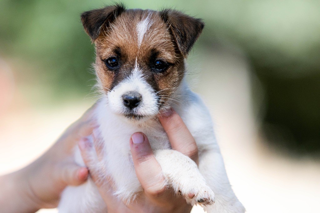du Bois de Compiègne - Chiots disponibles - Jack Russell Terrier