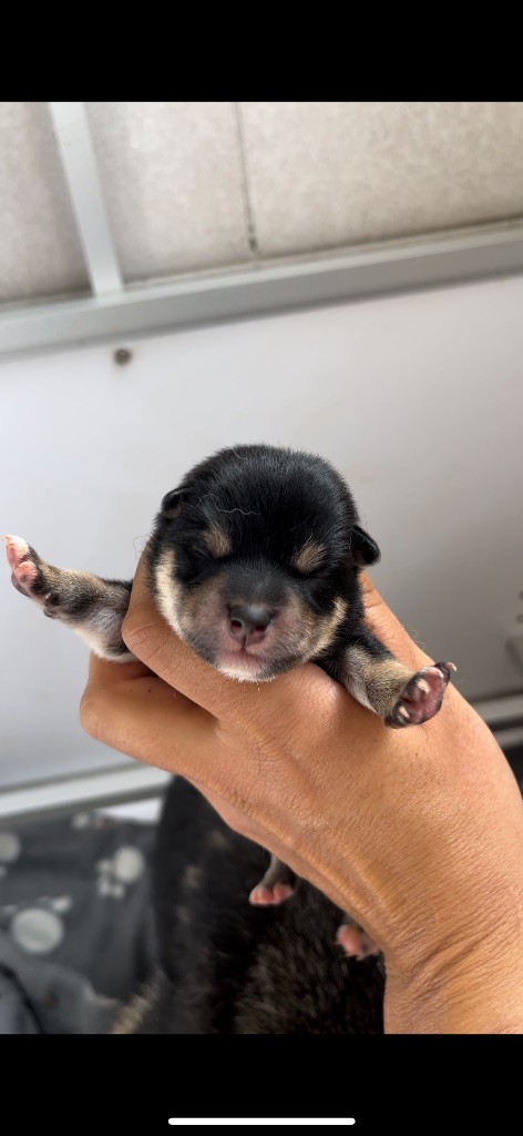 du Bois de Compiègne - Chiots disponibles - Shiba