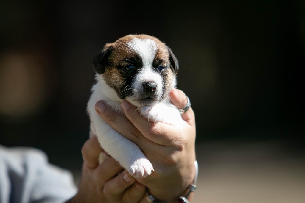 du Bois de Compiègne - Chiots disponibles - Jack Russell Terrier