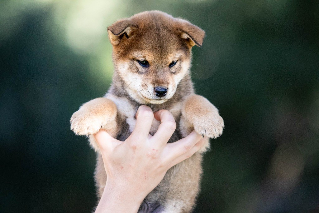 du Bois de Compiègne - Shiba - Portée née le 16/08/2025