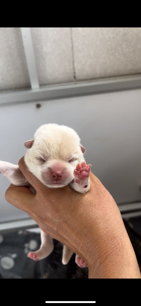 du Bois de Compiègne - Chiots disponibles - Shiba