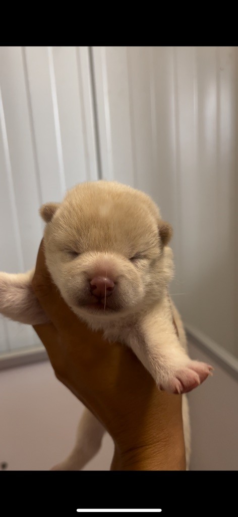 du Bois de Compiègne - Chiots disponibles - Shiba