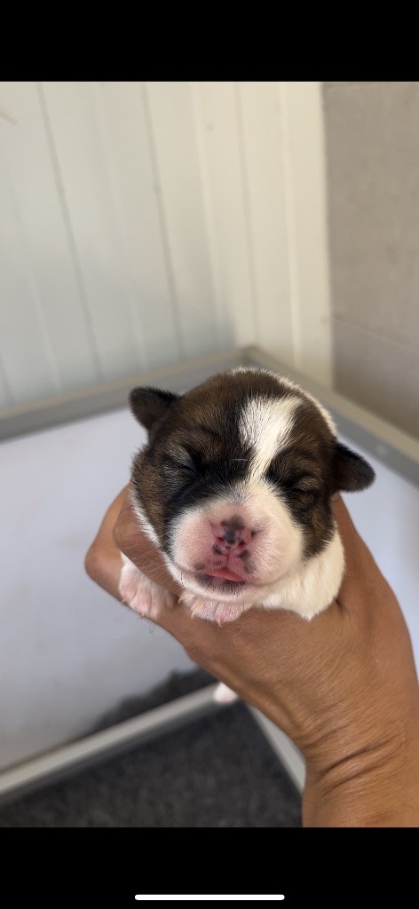 du Bois de Compiègne - Chiots disponibles - Jack Russell Terrier