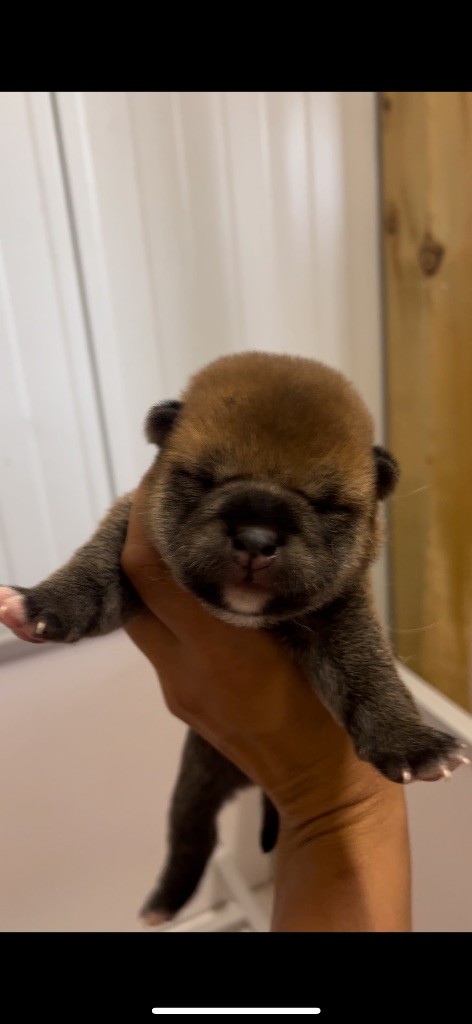du Bois de Compiègne - Chiots disponibles - Shiba