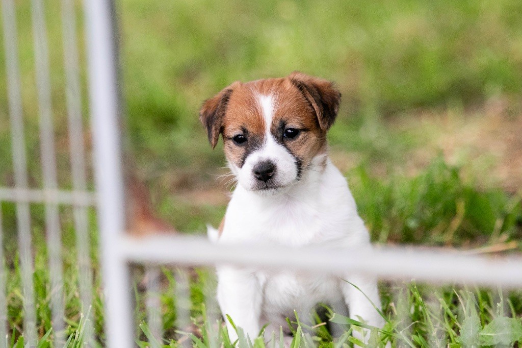 du Bois de Compiègne - Chiots disponibles - Jack Russell Terrier