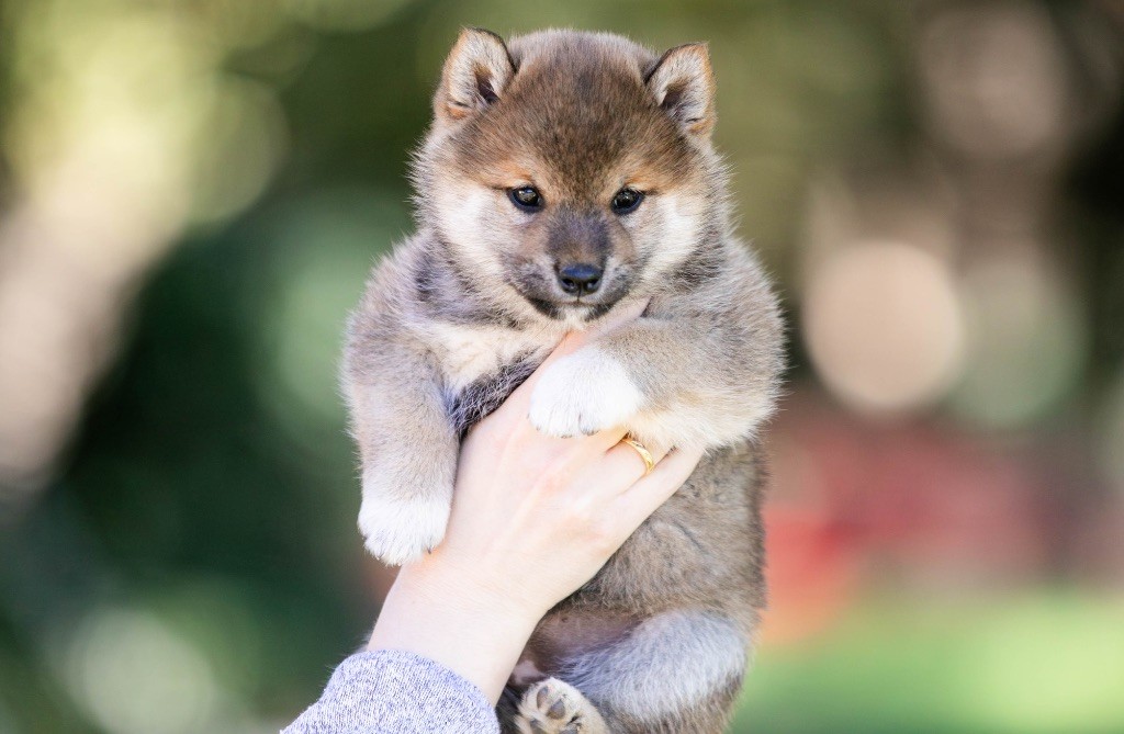 du Bois de Compiègne - Chiots disponibles - Shiba
