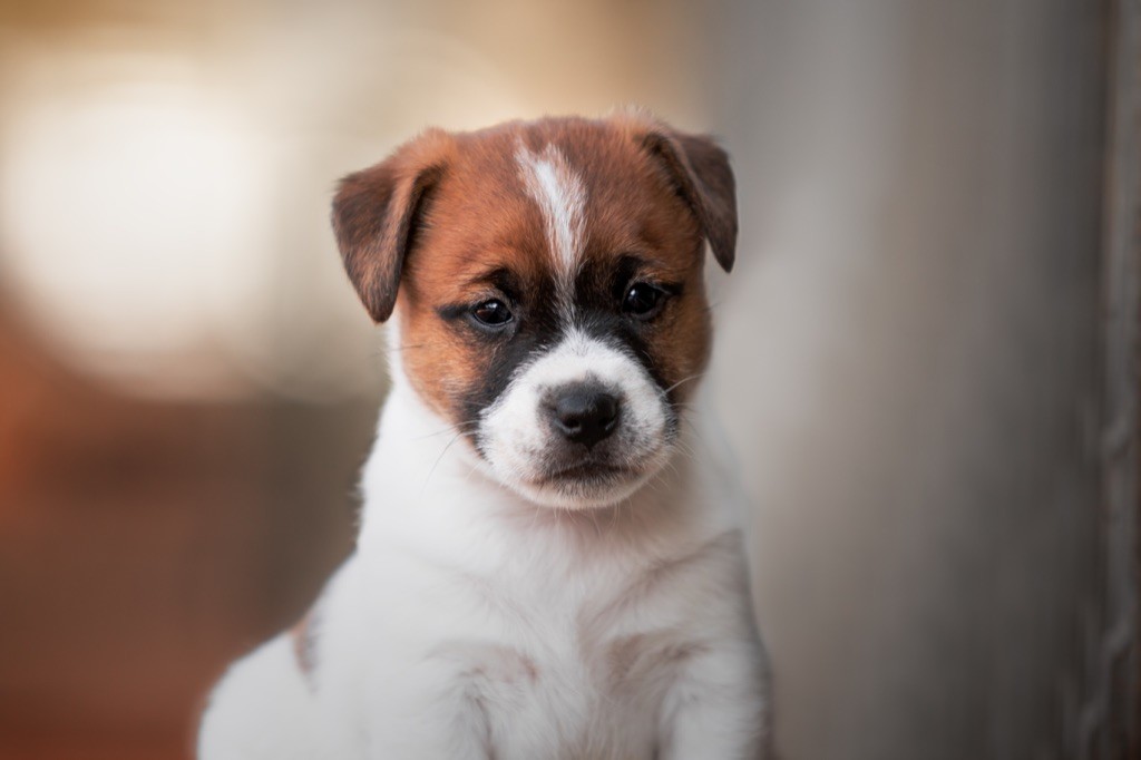 du Bois de Compiègne - Jack Russell Terrier - Portée née le 18/08/2019
