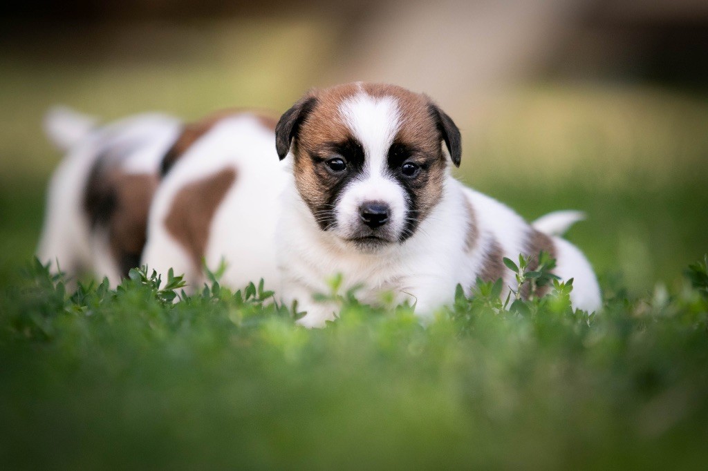 du Bois de Compiègne - Chiots disponibles - Jack Russell Terrier